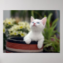 Search for 1 photo posters Kitten