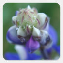 Search for lupine stickers Nature