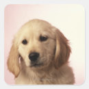 Search for golden puppy stickers Nature