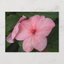 Search for pale pink postcards Flora