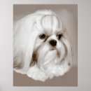 Search for shih tzu puppy posters Cute