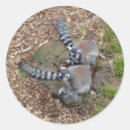 Search for ring tailed lemur stickers Prosimian