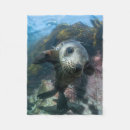 Search for seal blankets Young animal