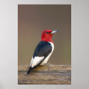 Search for red head posters Bird