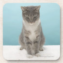 Search for humour coasters Grey