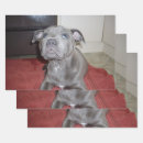 Search for bull terrier wrapping paper Puppy