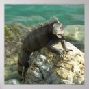 Search for iguanas posters Wildlife
