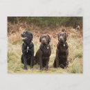 Search for black labrador retriever postcards Animals