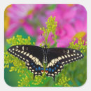 Search for swallowtail butterfly stickers Yellow