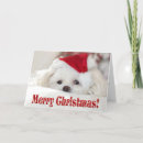 Search for maltese dog christmas cards Animal