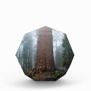 Search for general sherman Nature