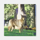 Search for predator magnets Wild animal