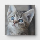 Search for pet photography Baby animals