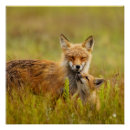 Search for looking up posters Wildlife