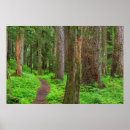 Search for old growth forest art Hiking