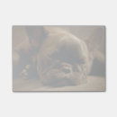 Search for selective focus photography Animals