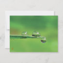 Search for dew drops postcards Nature