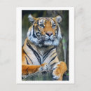 Search for wild tiger postcards Photography