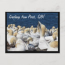Search for gannet postcards Birds
