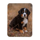 Search for bernese magnets Puppy