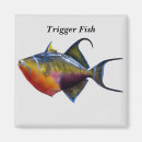 Search for trigger fish Ocean