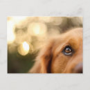 Search for puppy face postcards Animal
