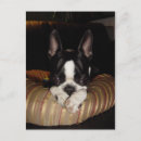 Search for terrier puppy postcards Dog