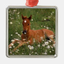Search for arabian horse christmas tree decorations Pony