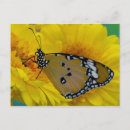 Search for tropical butterfly postcards Exotic