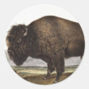 Search for buffalo animal stickers Mammal