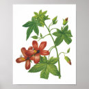 Search for hibiscus flower posters Bouquet