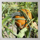 Search for vine photography Nature