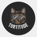 Search for tortoiseshell cat stickers Kitten