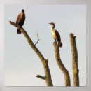 Search for perched art Wildlife