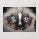 Search for sweet brown postcards Tabby