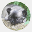 Search for long haired chihuahua stickers Bob and pam langrish