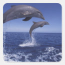 Search for dolphins stickers Playful