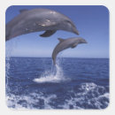 Search for bottlenose dolphin stickers Sea animal