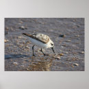 Search for shore Bird