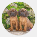 Search for mountain dog stickers Flowers