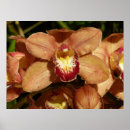 Search for peach floral posters Flower