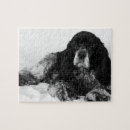 Search for spanials Spaniel