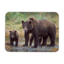 Search for grizzly magnets Omnivore