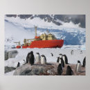 Search for antarctica posters Penguins