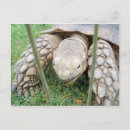 Search for turtle postcards Tortoise
