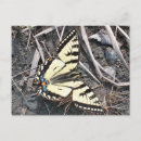 Search for butterfly postcards Bug