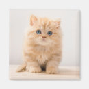 Search for longhair magnets Kitten