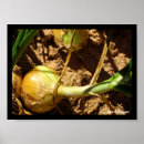 Search for onion posters Photography