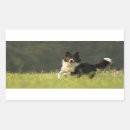 Search for border collie stickers Pet