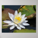 Search for lilypad posters Zen